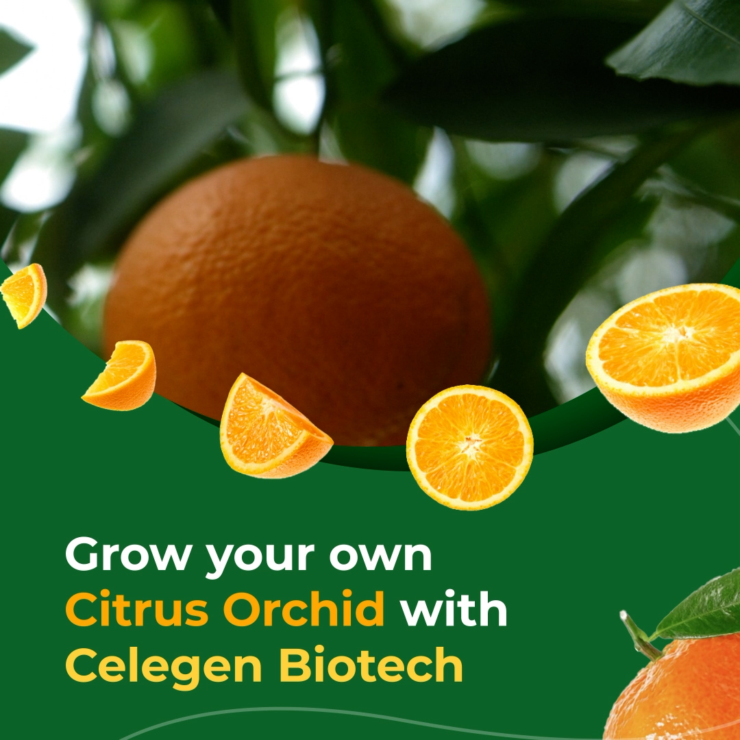 Celgen Biotech Citrus Ad